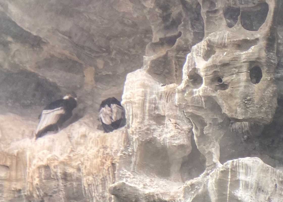 09-Kondor-04 09-Kondor-04