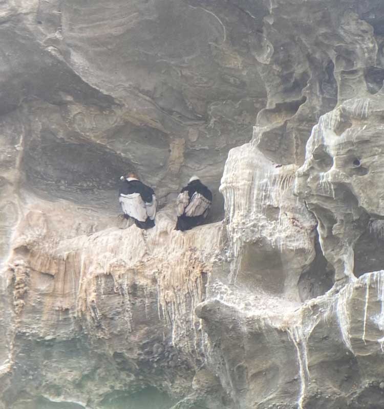 09-Kondor-05 09-Kondor-05