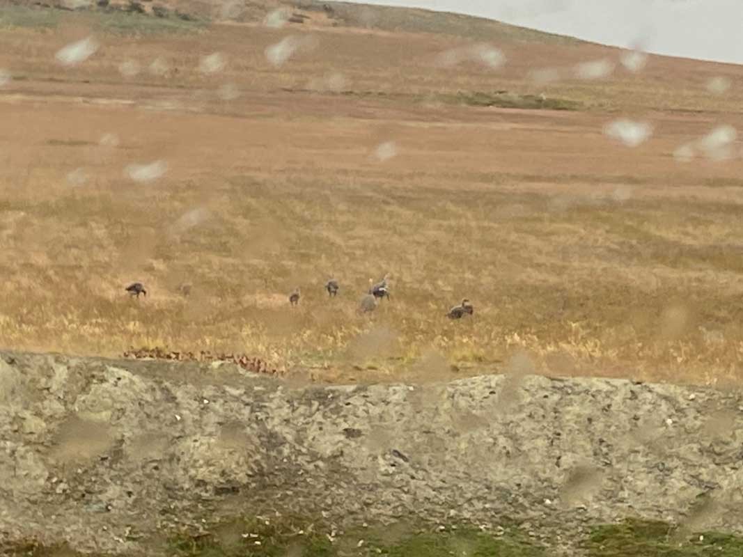 09-Pampa-01 09-Pampa-01