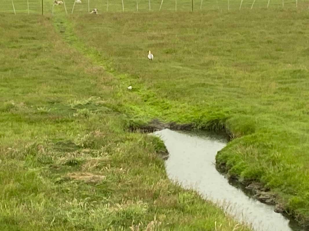 09-Pampa-05 09-Pampa-05