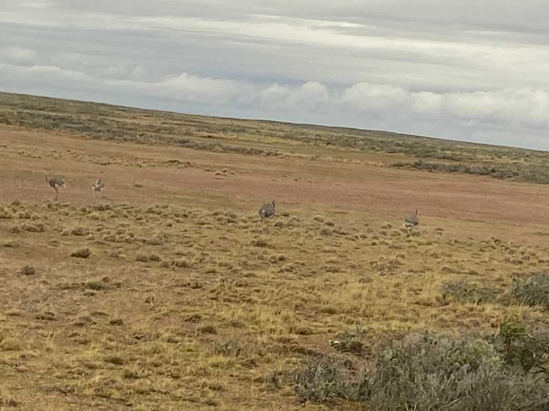 09-Pampa-06 09-Pampa-06