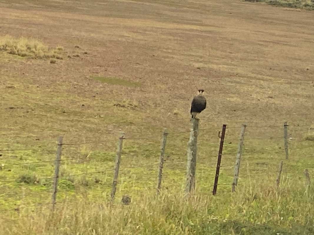 09-Pampa-08 09-Pampa-08